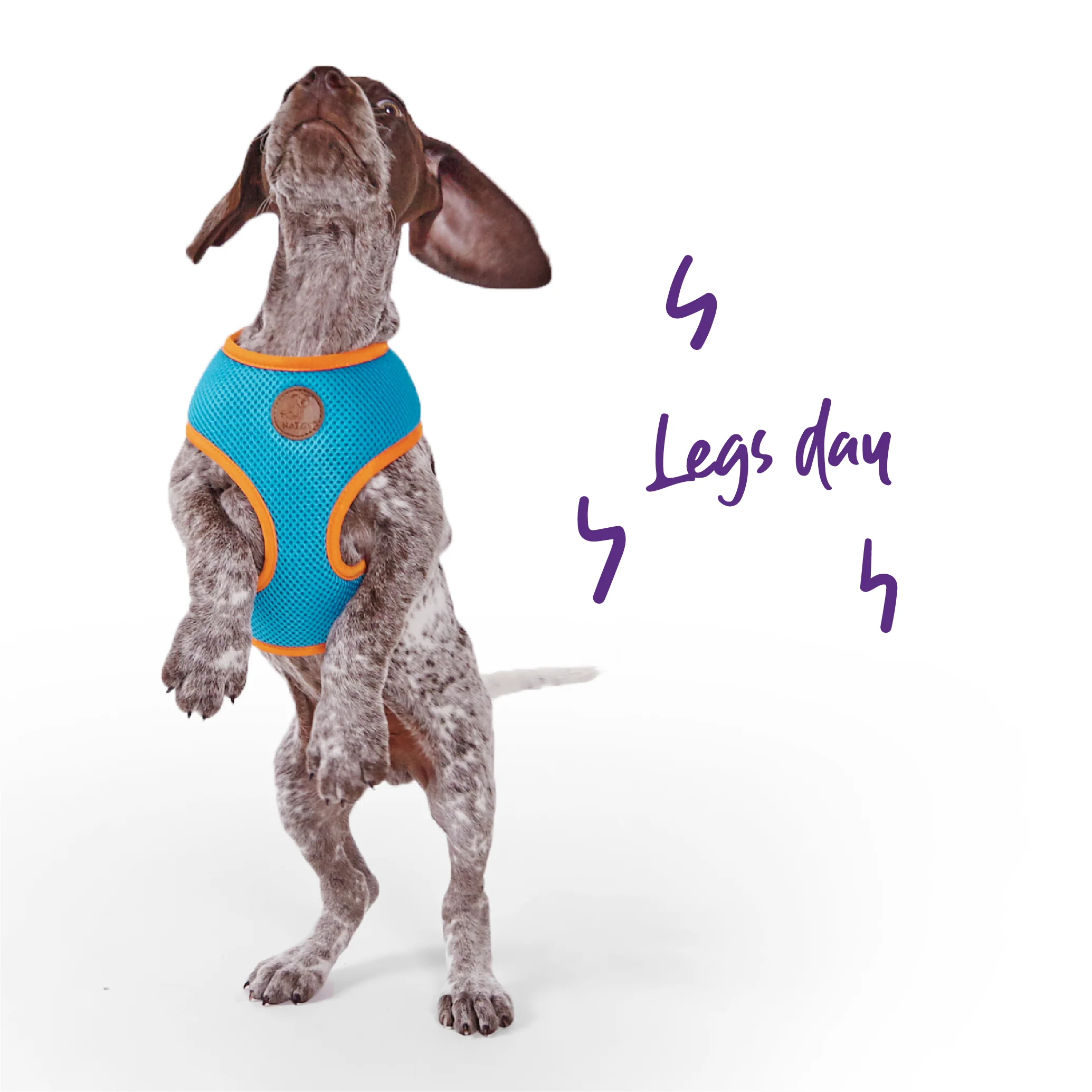 Active Soft Walking Dog Harness - Ocean Sunrise - Image 2
