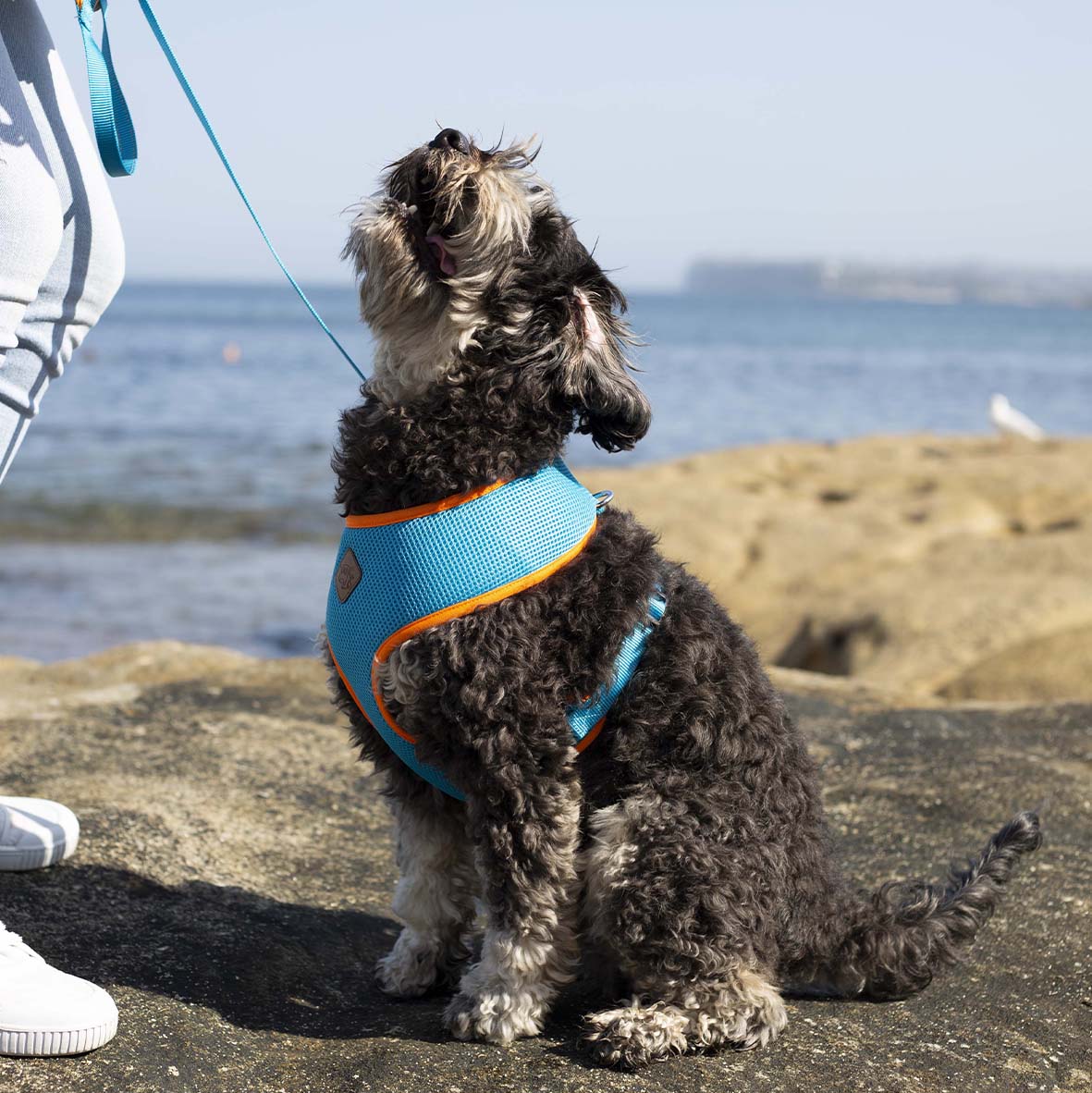 Active Soft Walking Dog Harness - Ocean Sunrise - Image 3