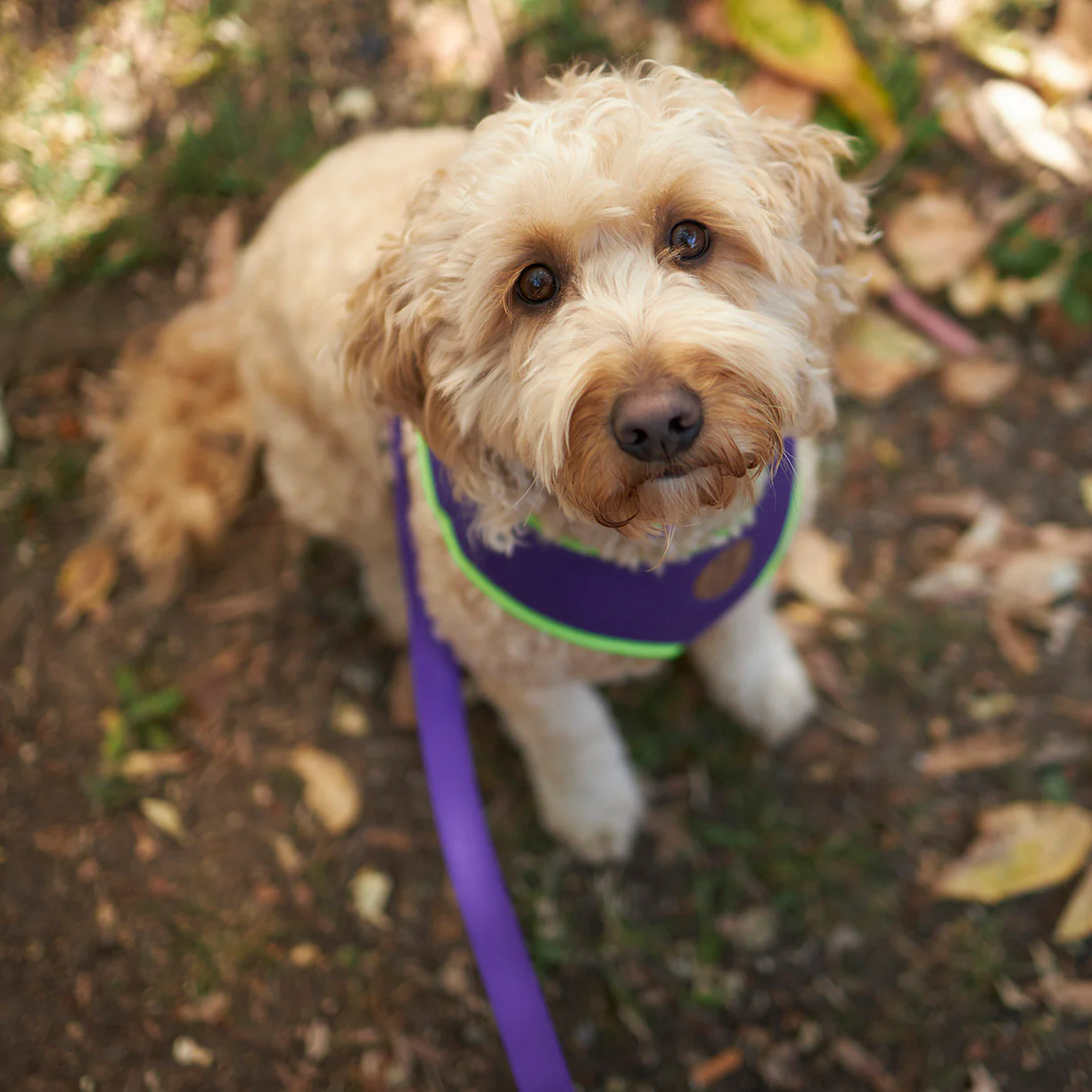 Active Dog Lead - Purple & Lime - Image 4