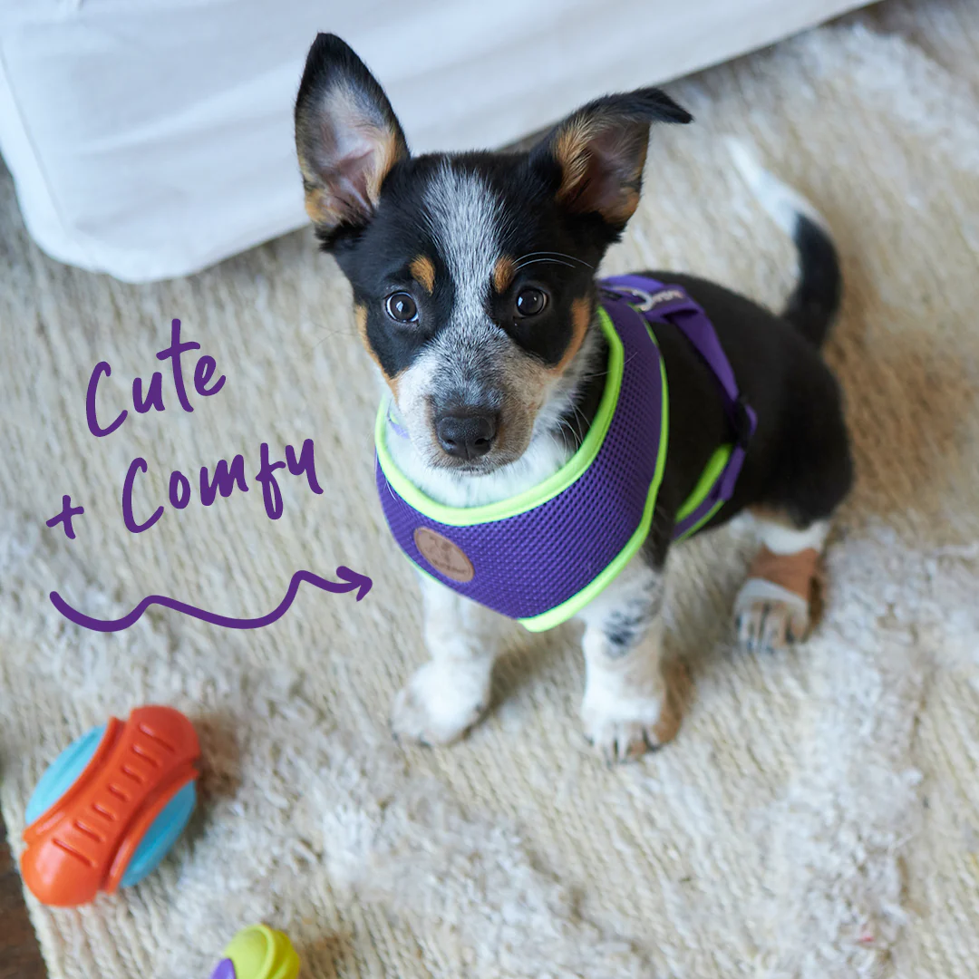 Active Soft Walking Dog Harness - Purple & Lime - Image 3