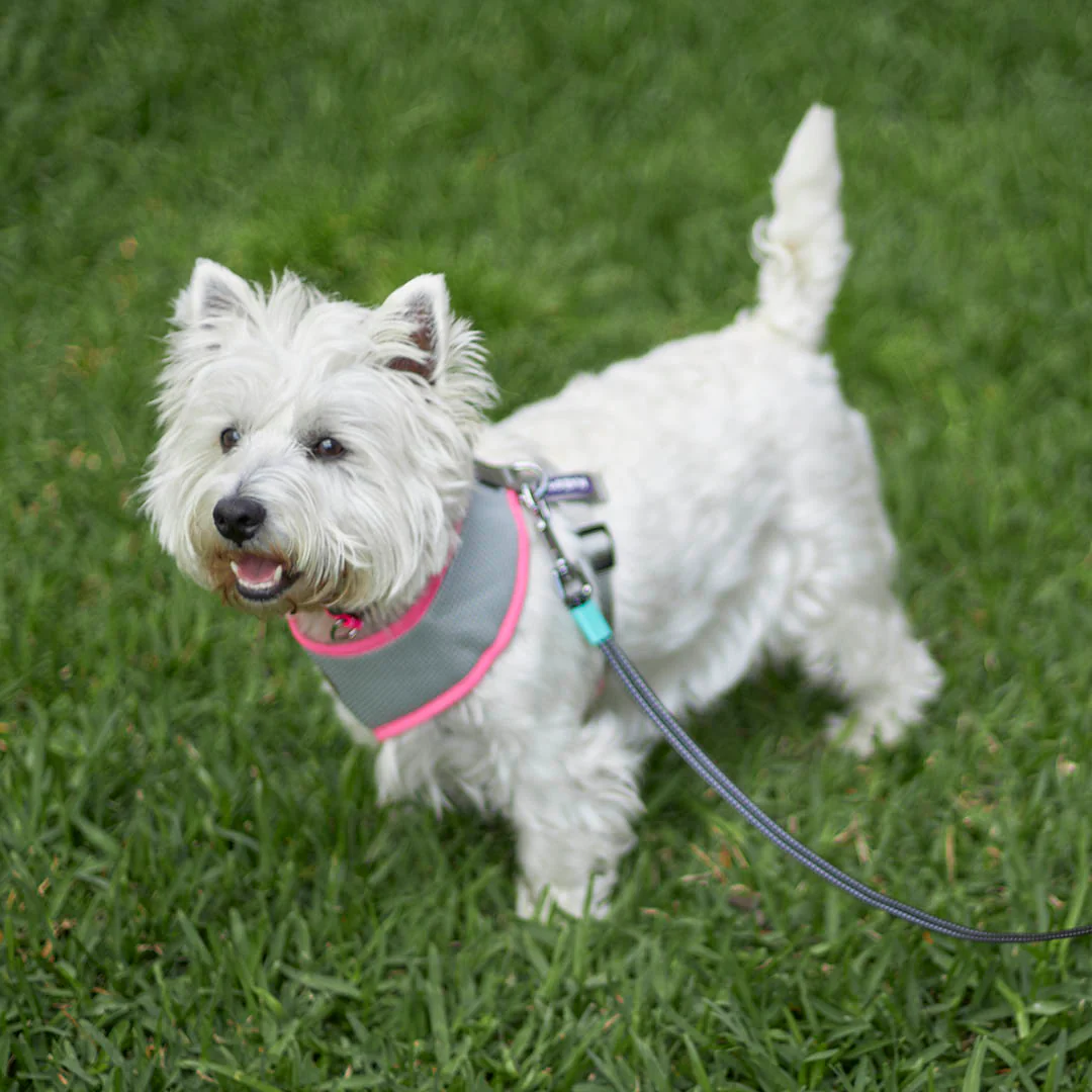 Active Soft Walking Dog Harness - Silver & Pink - Image 12