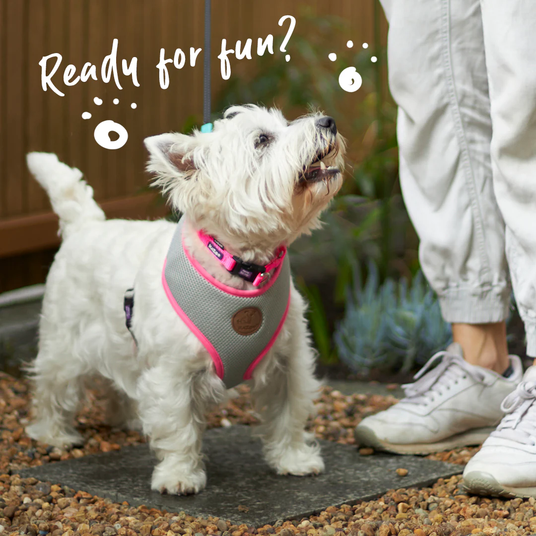 Active Soft Walking Dog Harness - Silver & Pink - Image 2