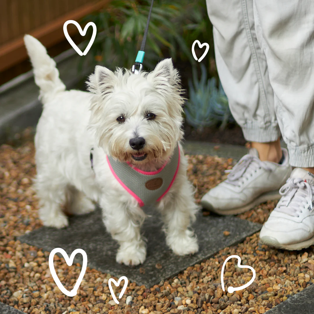 Active Soft Walking Dog Harness - Silver & Pink - Image 7