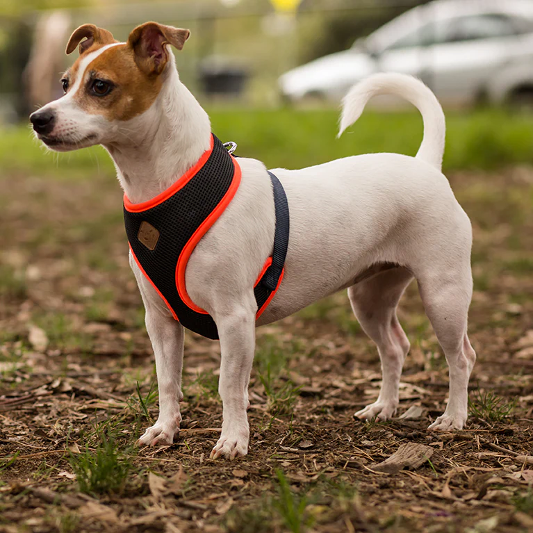 Active Soft Walking Dog Harness - Slate & Orange - Image 3