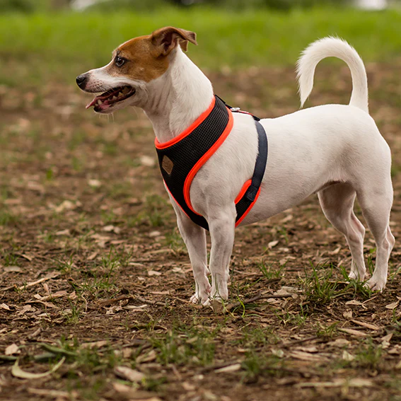 Active Soft Walking Dog Harness - Slate & Orange - Image 6