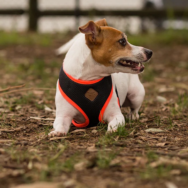 Active Soft Walking Dog Harness - Slate & Orange - Image 7