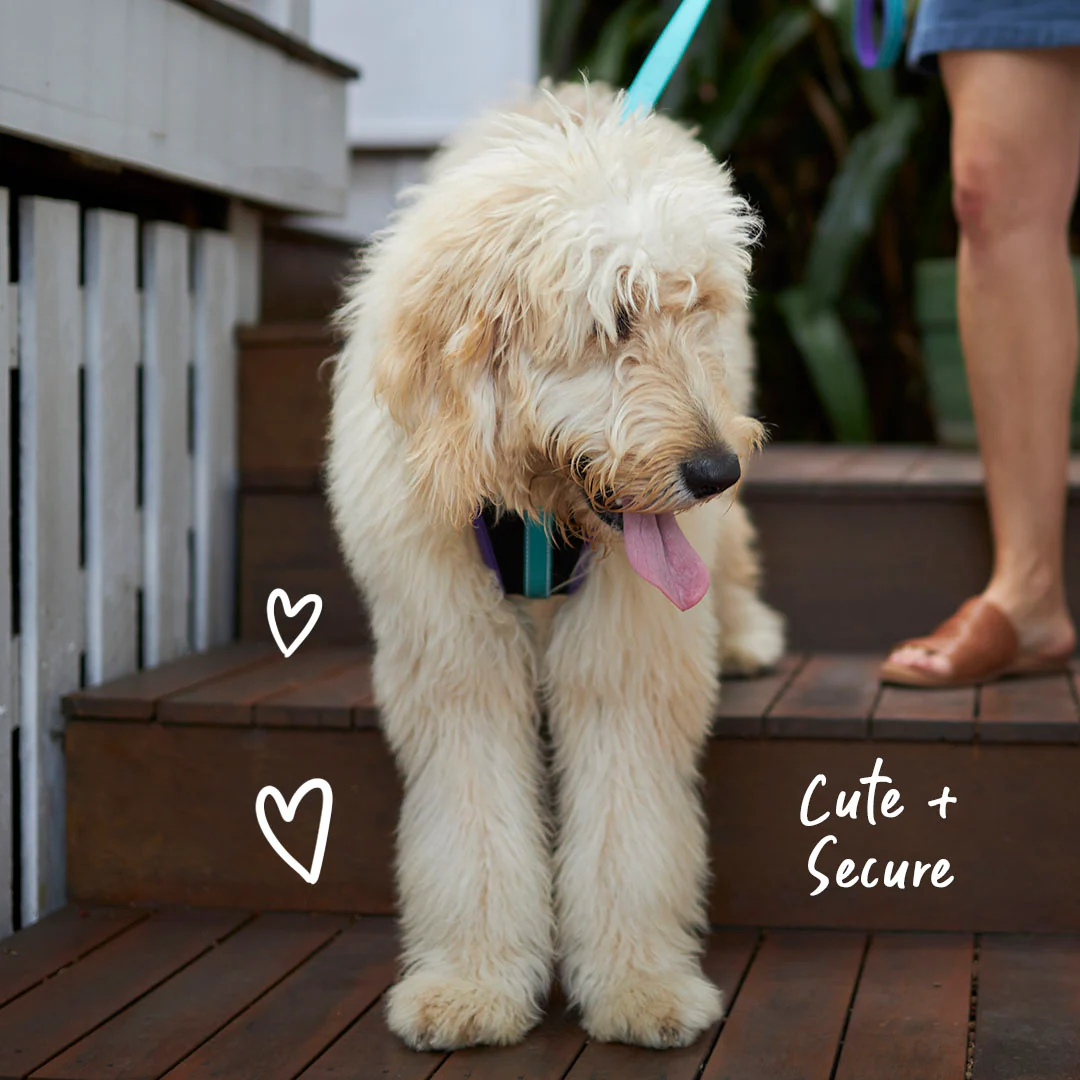 Active Walking Dog Harness - Aqua & Purple - Image 2