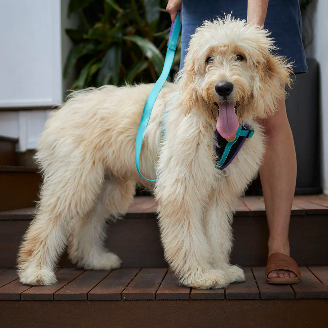 Active Walking Dog Harness - Aqua & Purple - Image 4