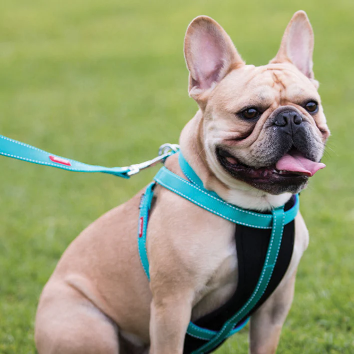 Active Walking Dog Harness - Aqua & Purple - Image 5