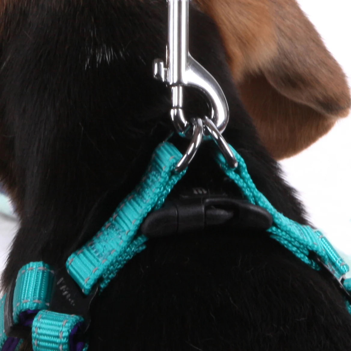 Active Walking Dog Harness - Aqua & Purple - Image 6