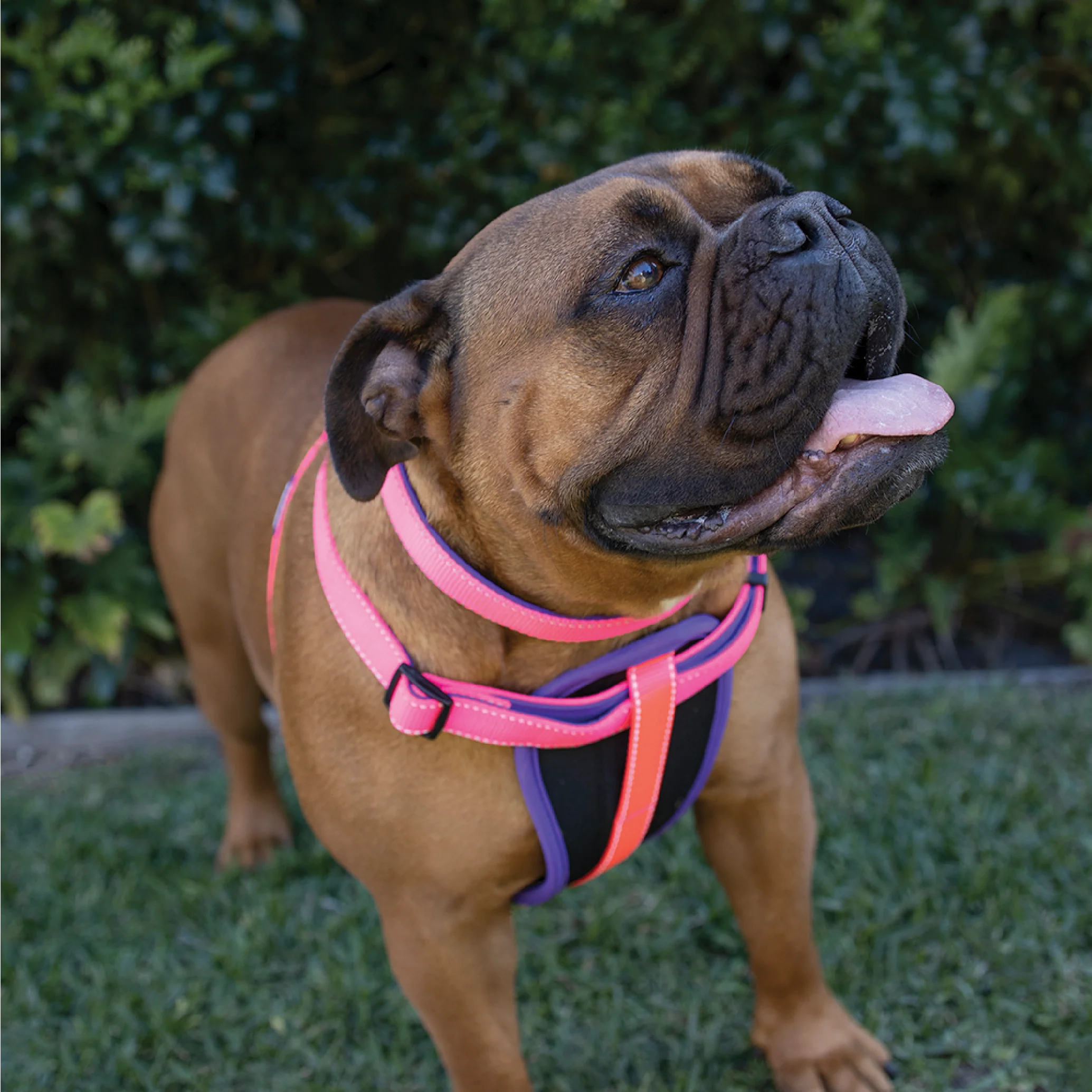 Active Walking Dog Harness - Bloom Burst - Image 2