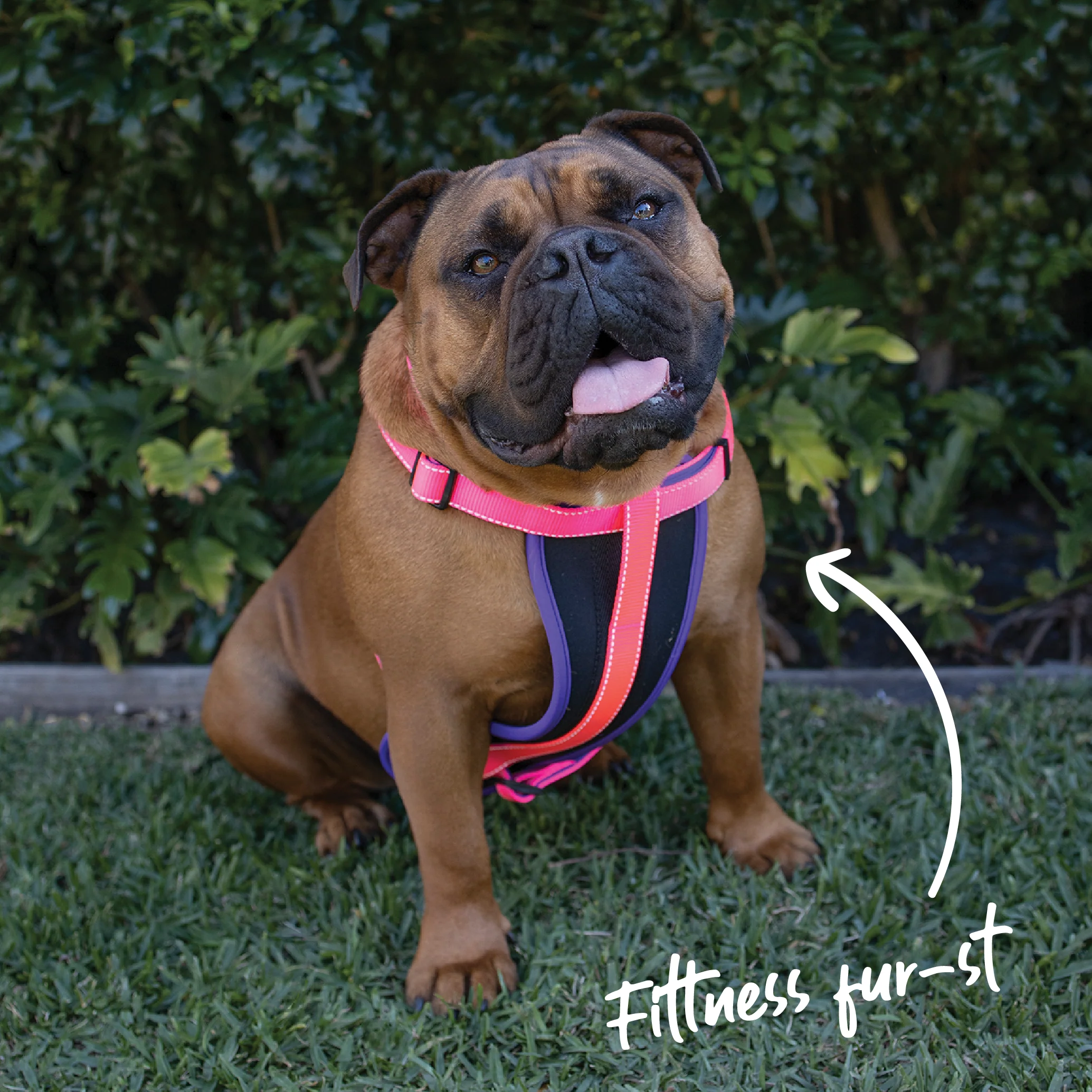Active Walking Dog Harness - Bloom Burst - Image 4