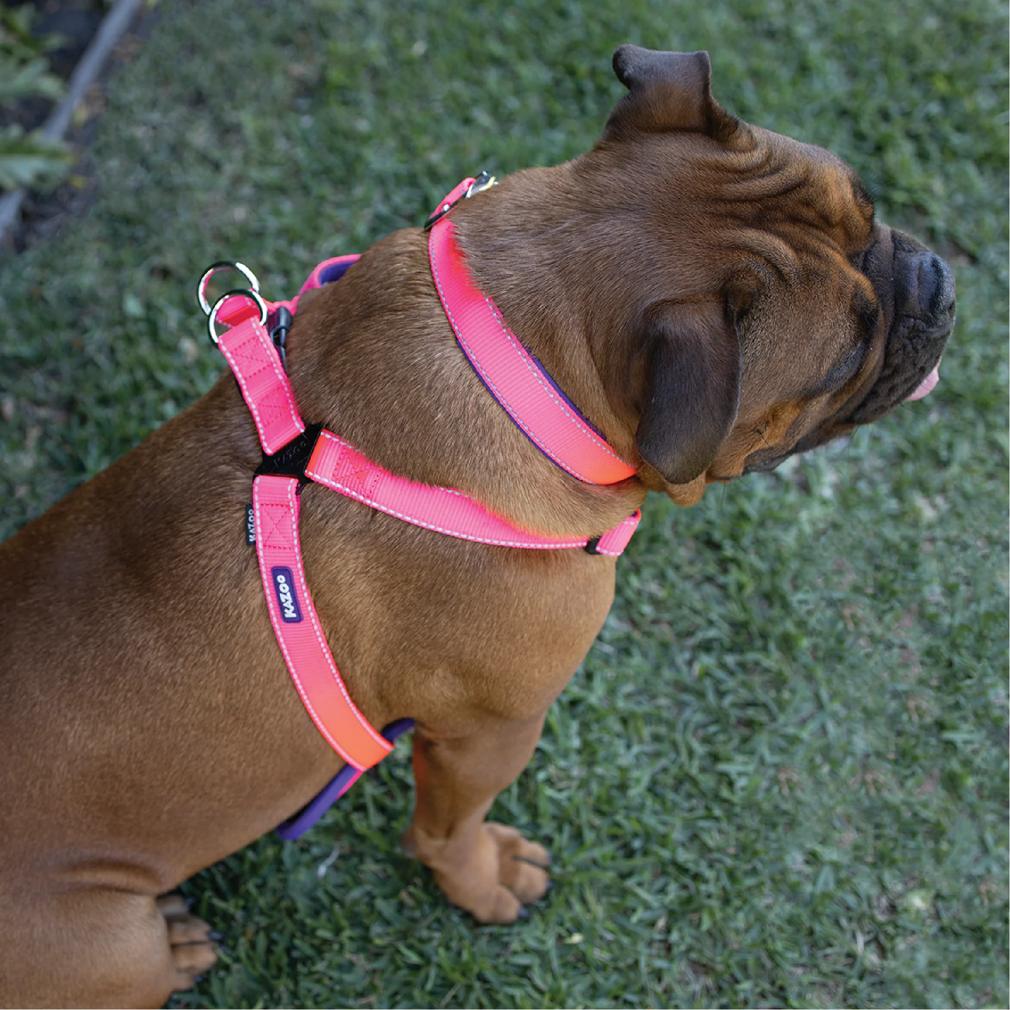 Active Walking Dog Harness - Bloom Burst - Image 5