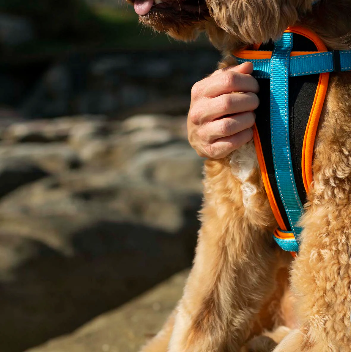 Active Walking Dog Harness - Ocean Sunrise - Image 11