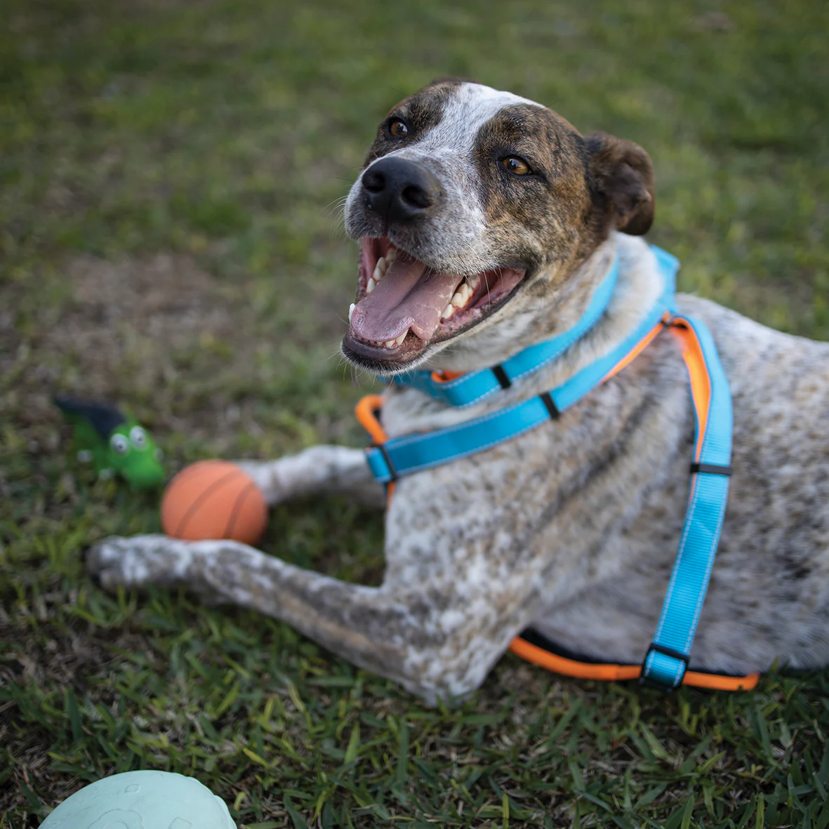 Active Walking Dog Harness - Ocean Sunrise - Image 4