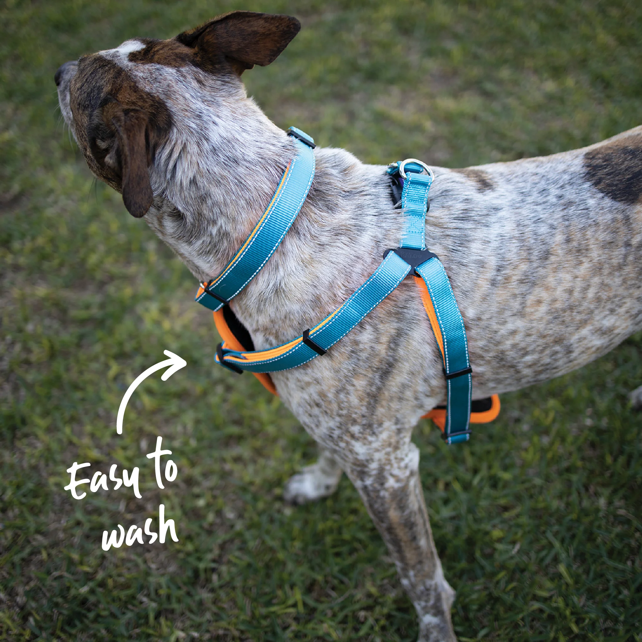 Active Walking Dog Harness - Ocean Sunrise - Image 5