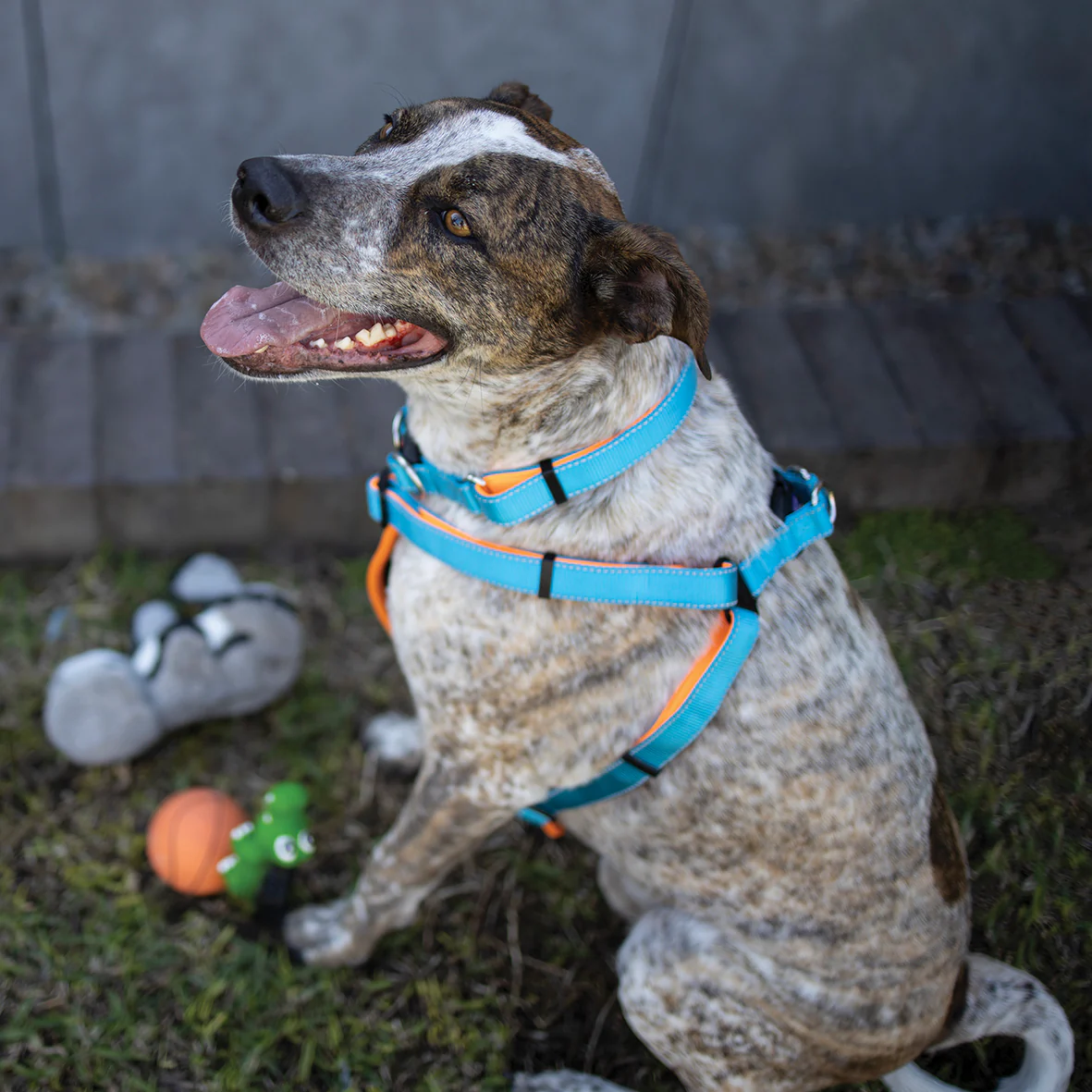 Active Walking Dog Harness - Ocean Sunrise - Image 7