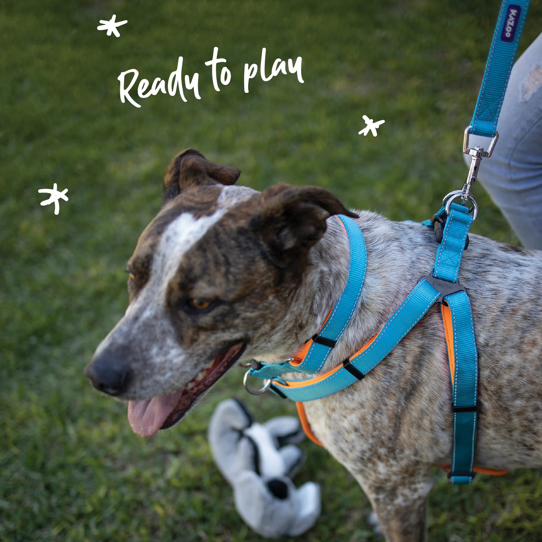 Active Walking Dog Harness - Ocean Sunrise - Image 8