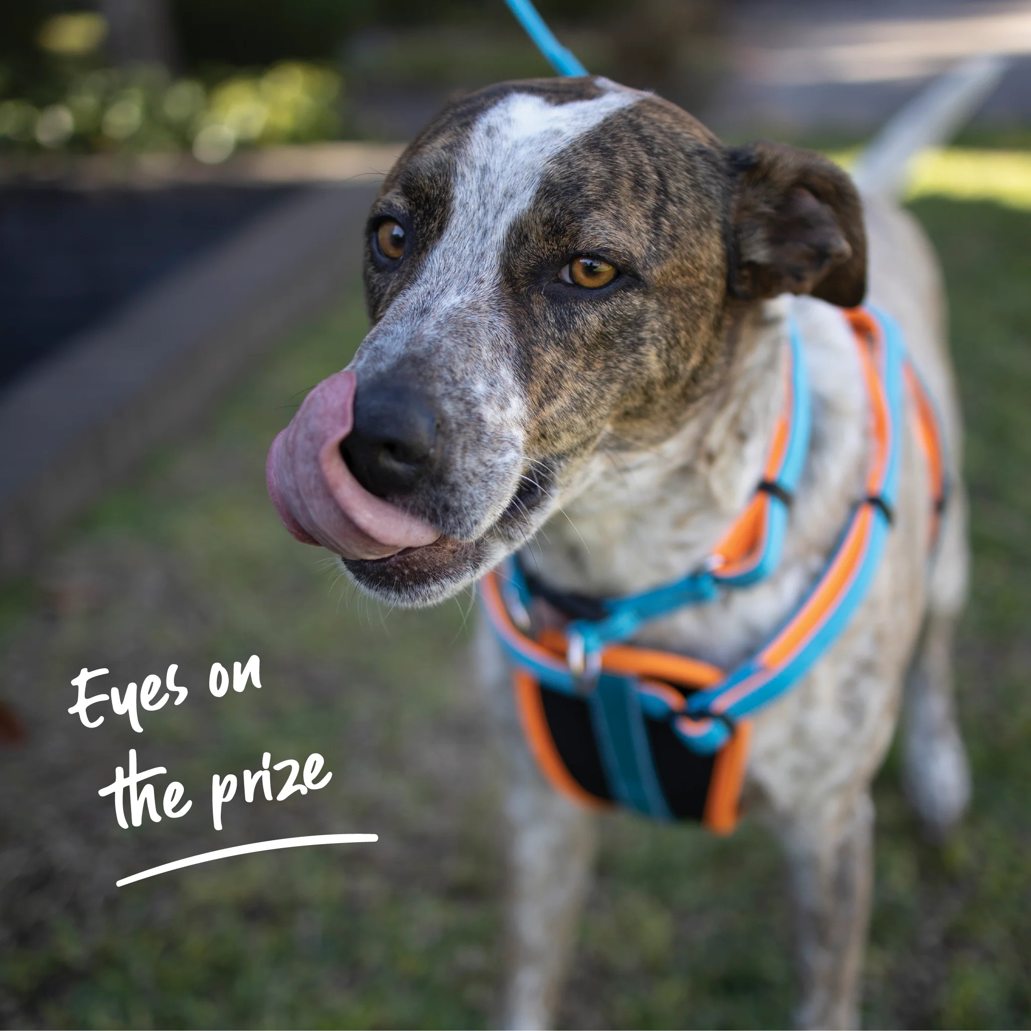 Active Walking Dog Harness - Ocean Sunrise - Image 9