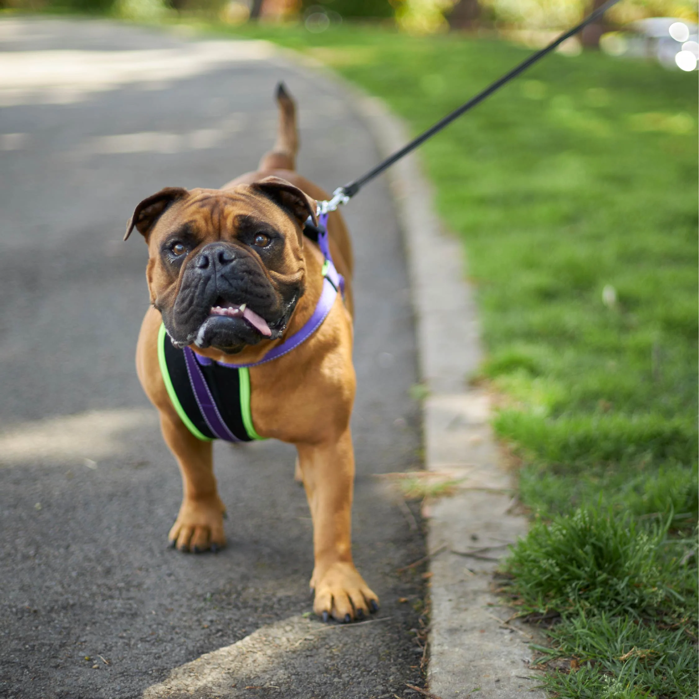 Active Walking Dog Harness - Purple & Lime - Image 10