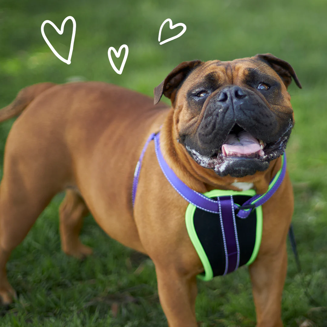 Active Walking Dog Harness - Purple & Lime - Image 11