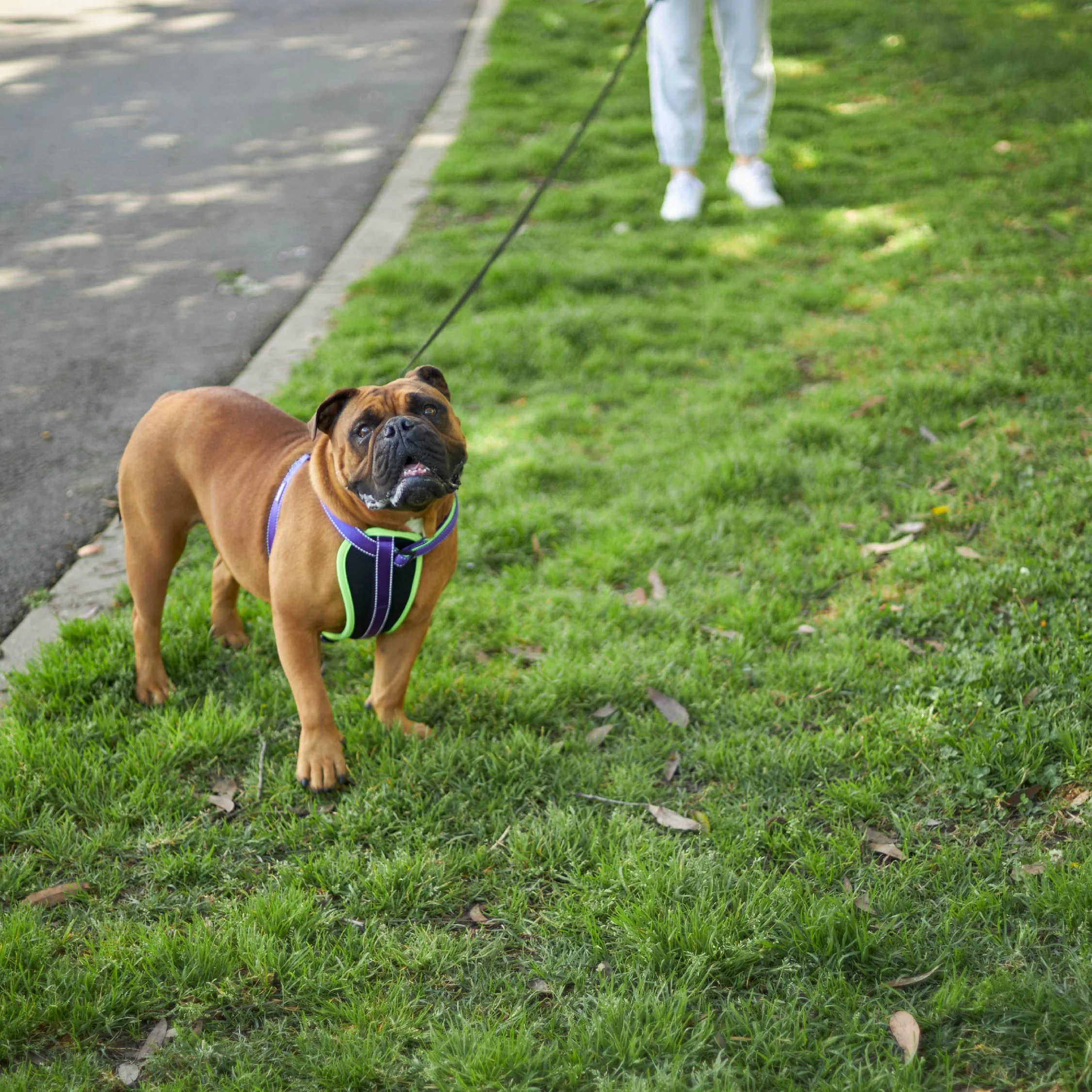 Active Walking Dog Harness - Purple & Lime - Image 13