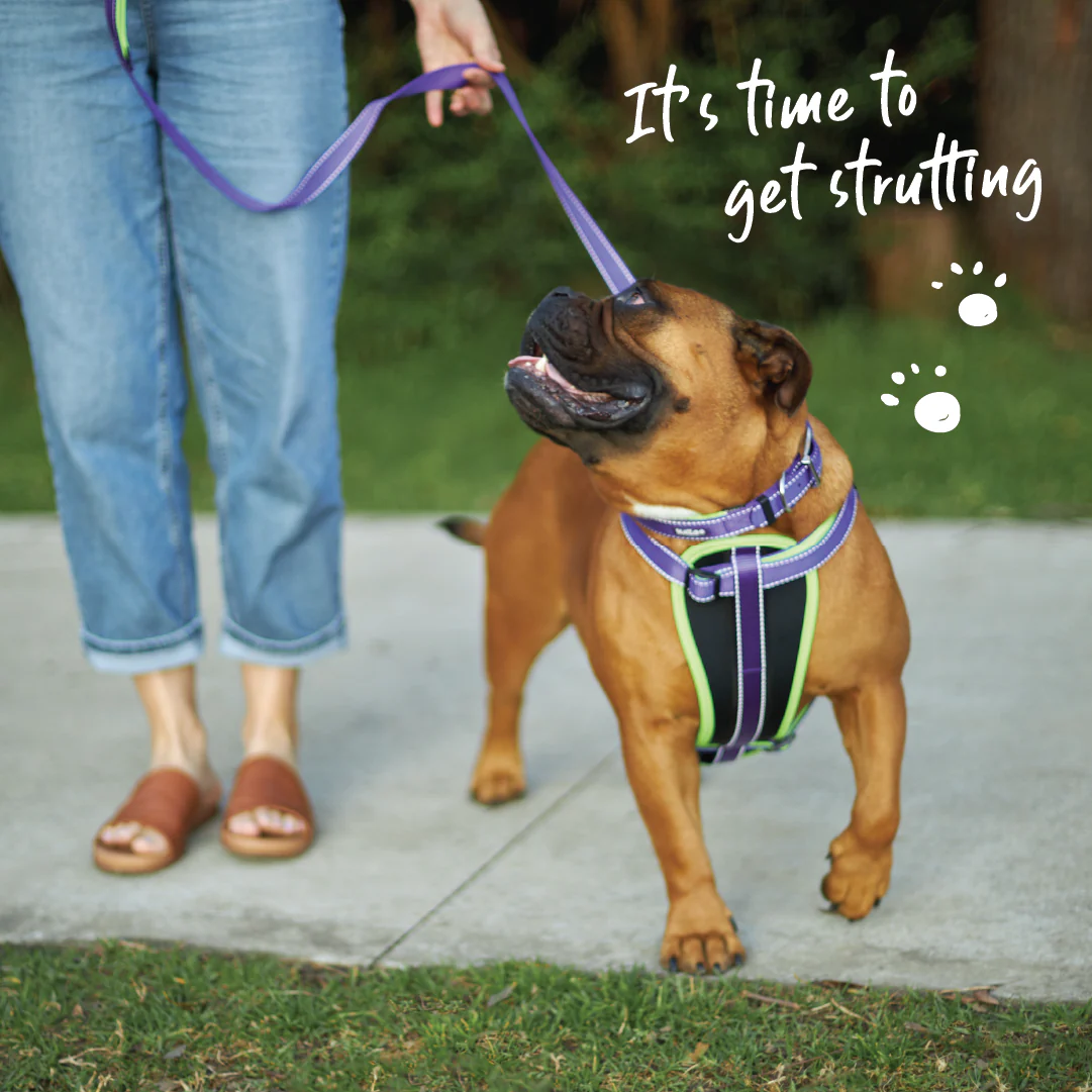 Active Walking Dog Harness - Purple & Lime - Image 2