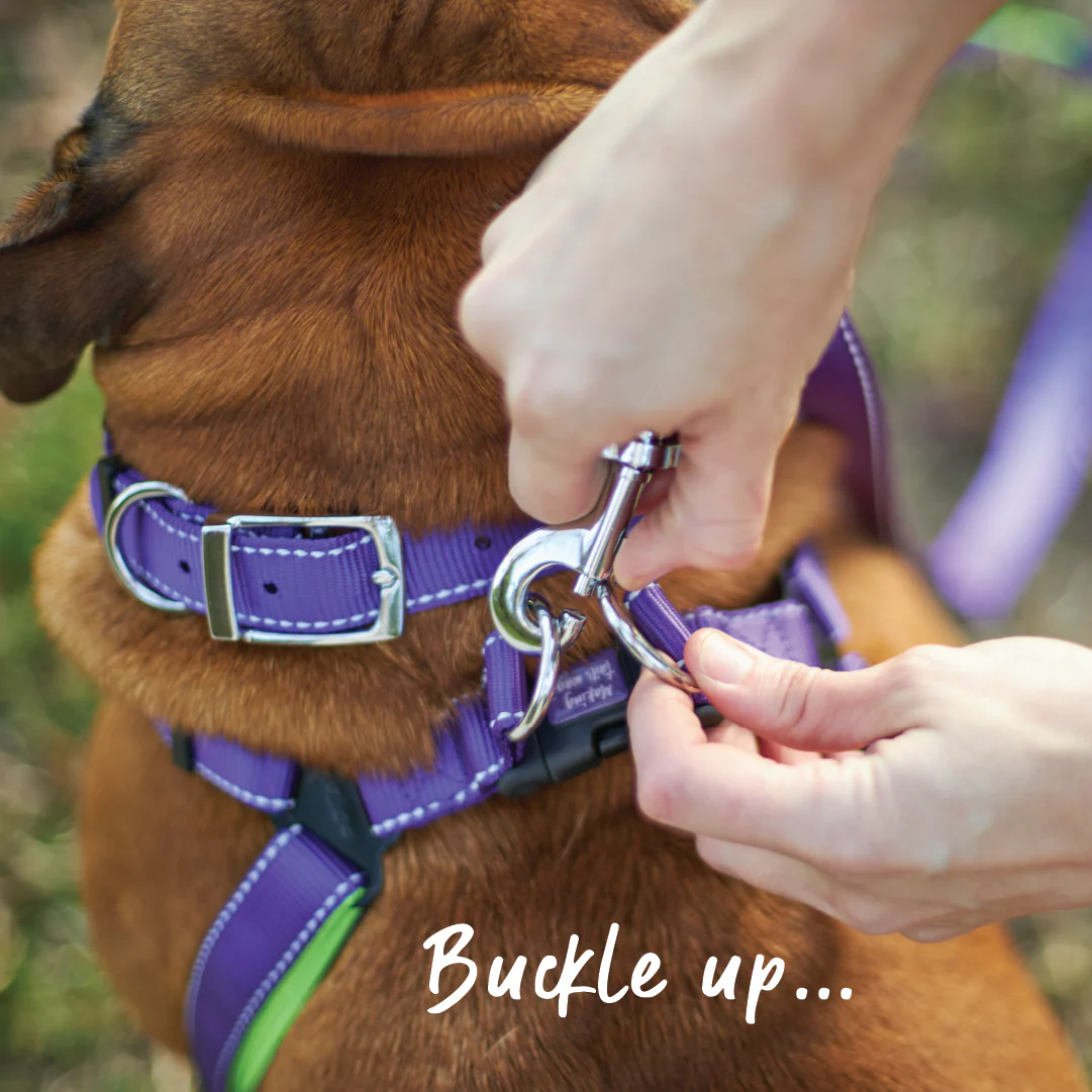 Active Walking Dog Harness - Purple & Lime - Image 3