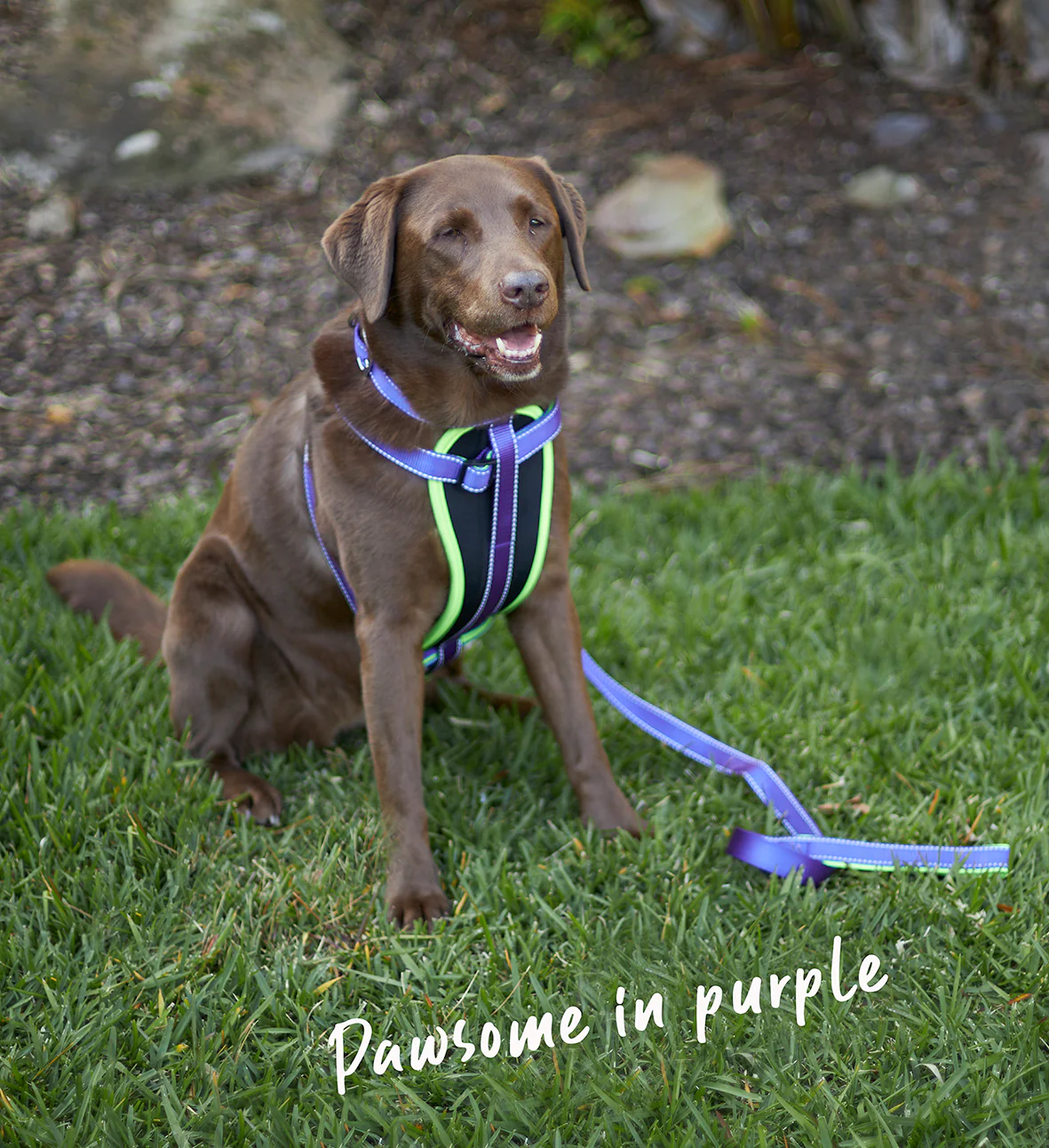 Active Walking Dog Harness - Purple & Lime - Image 4
