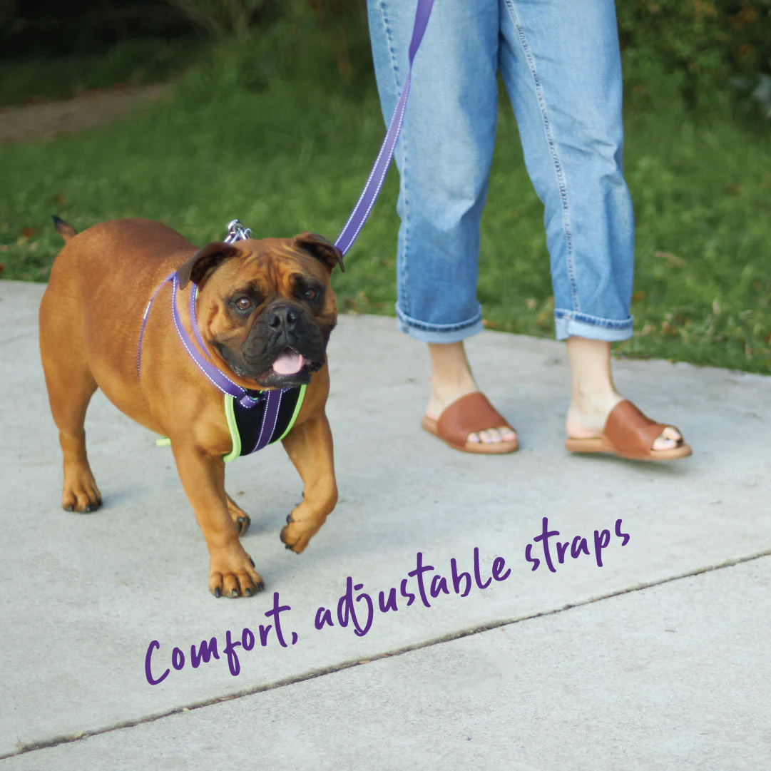 Active Walking Dog Harness - Purple & Lime - Image 5