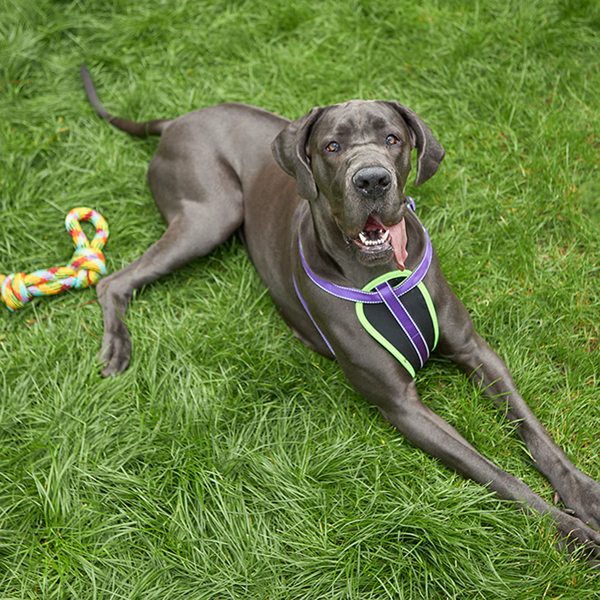 Active Walking Dog Harness - Purple & Lime - Image 6