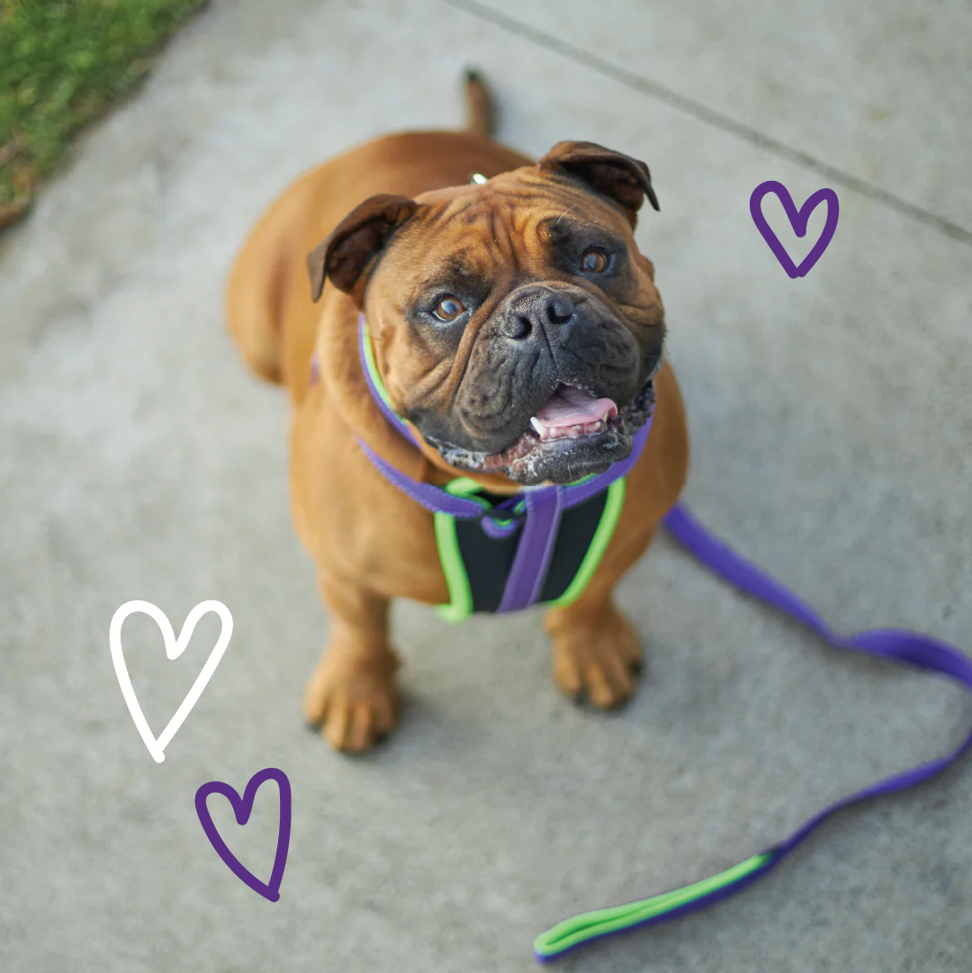 Active Walking Dog Harness - Purple & Lime - Image 7