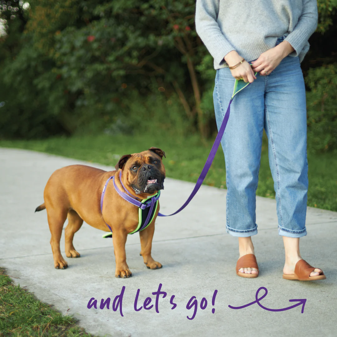 Active Walking Dog Harness - Purple & Lime - Image 9