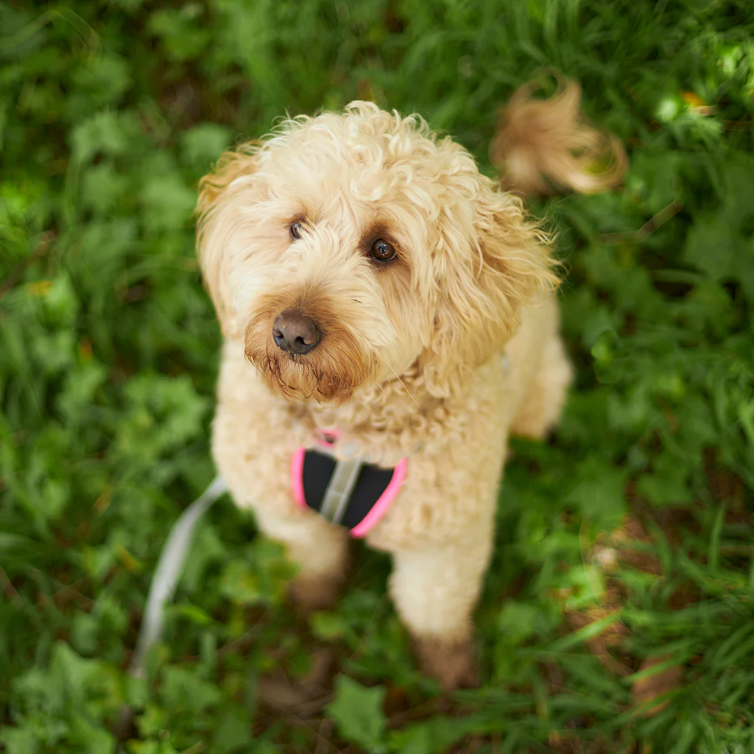Active Walking Dog Harness - Silver & Pink - Image 11