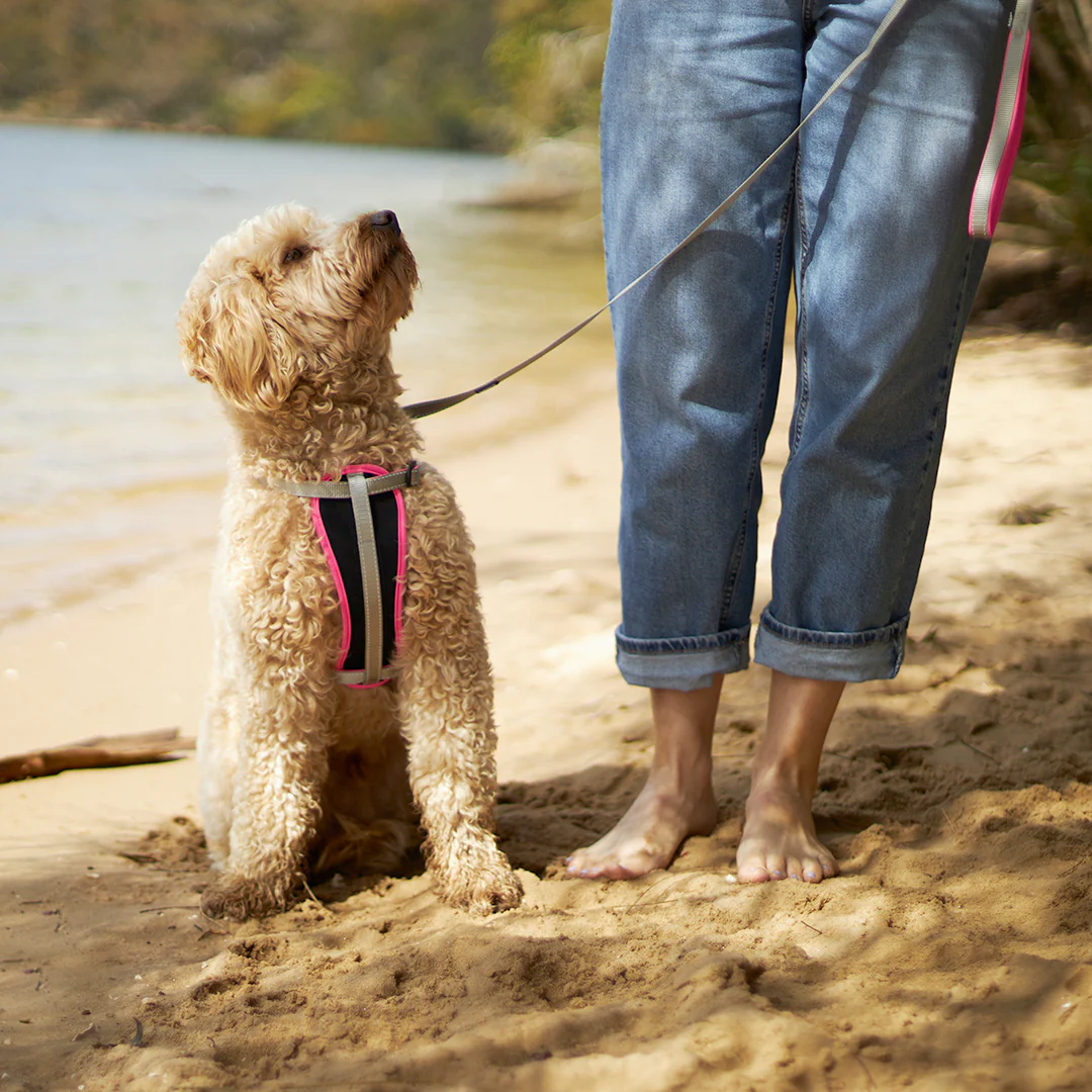 Active Walking Dog Harness - Silver & Pink - Image 12