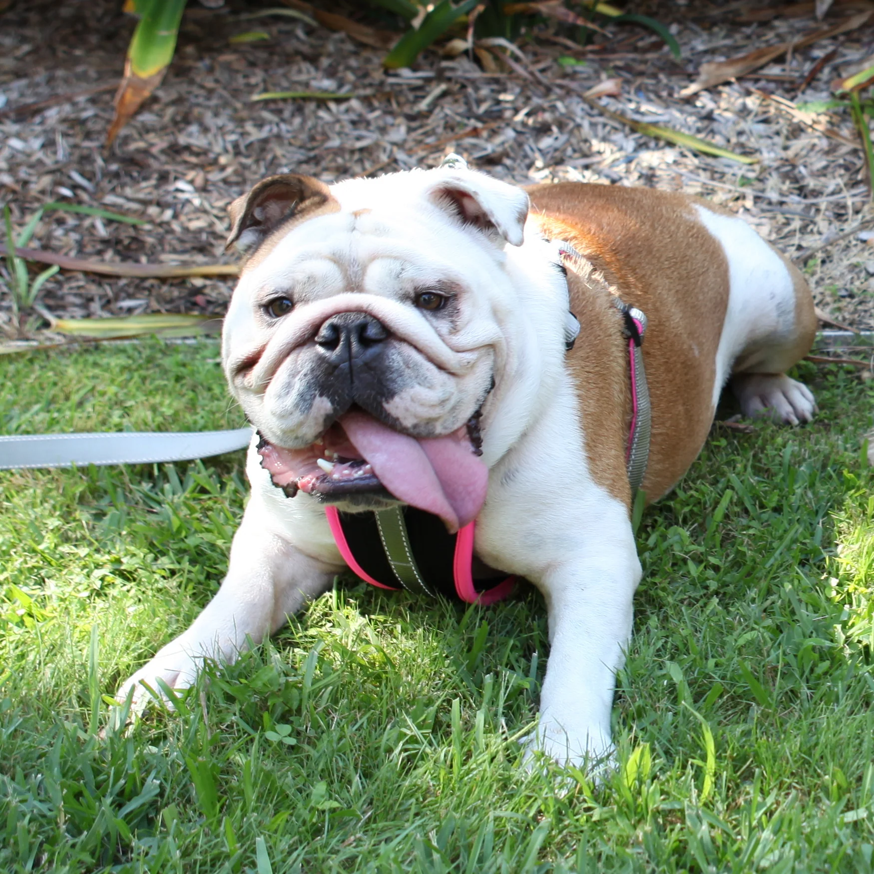 Active Walking Dog Harness - Silver & Pink - Image 4