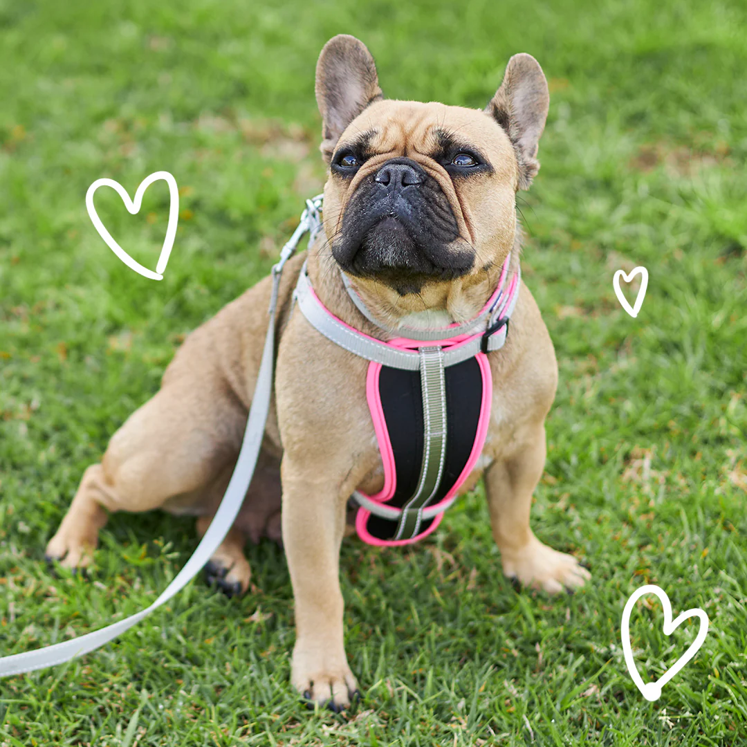 Active Walking Dog Harness - Silver & Pink - Image 5