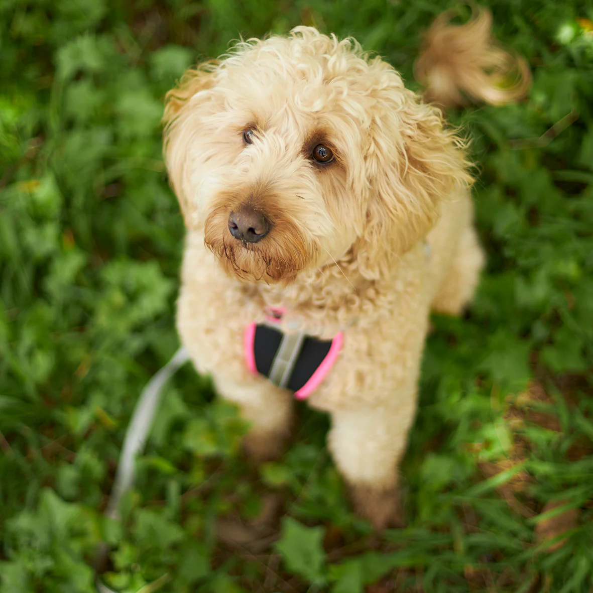 Active Walking Dog Harness - Silver & Pink - Image 6