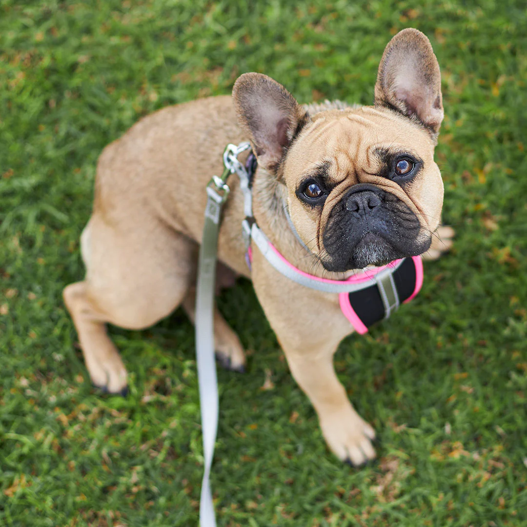 Active Walking Dog Harness - Silver & Pink - Image 9