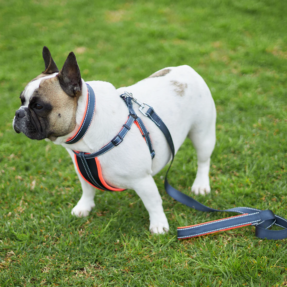 Active Walking Dog Harness - Slate & Orange - Image 2