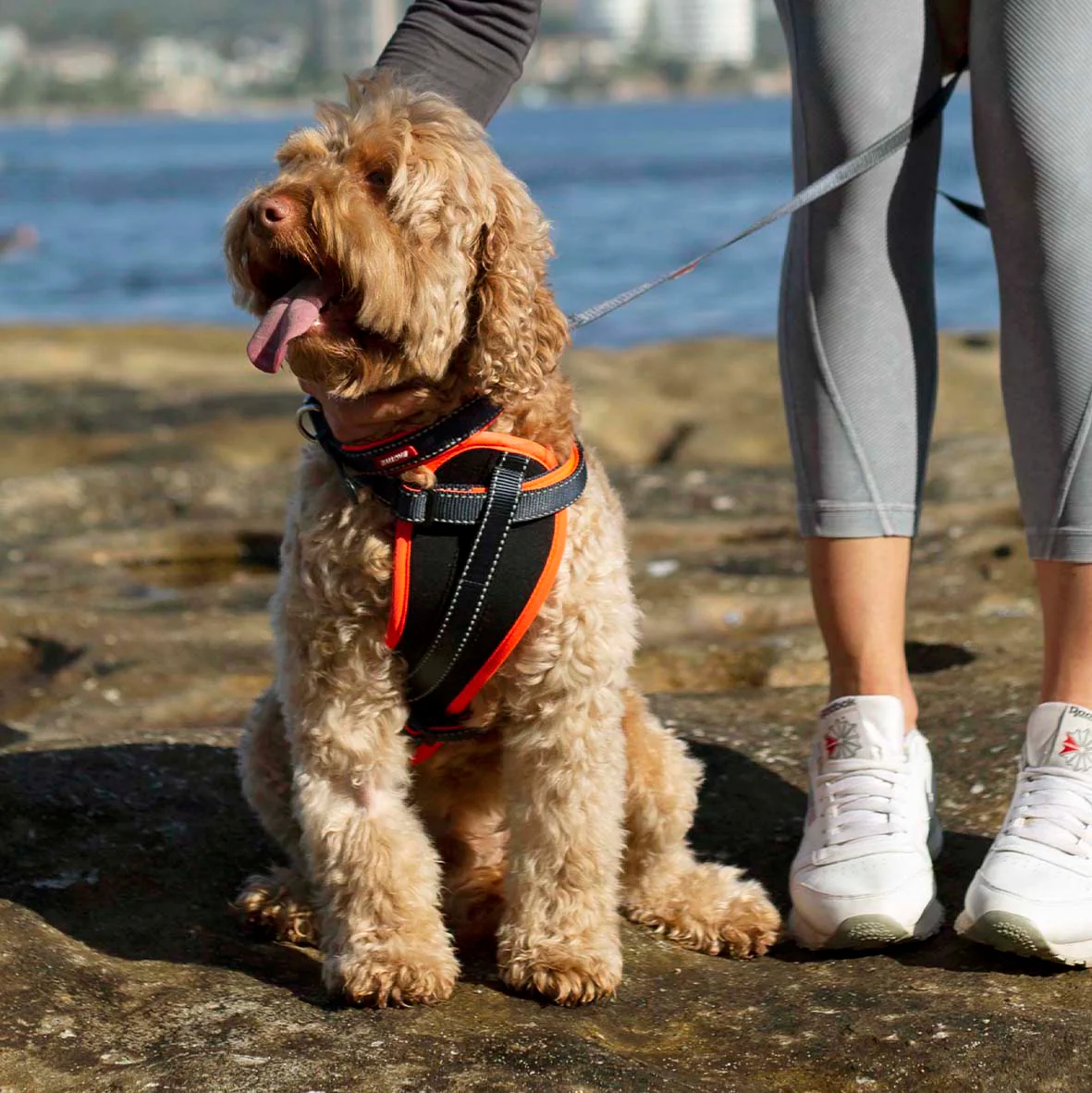 Active Walking Dog Harness - Slate & Orange - Image 3
