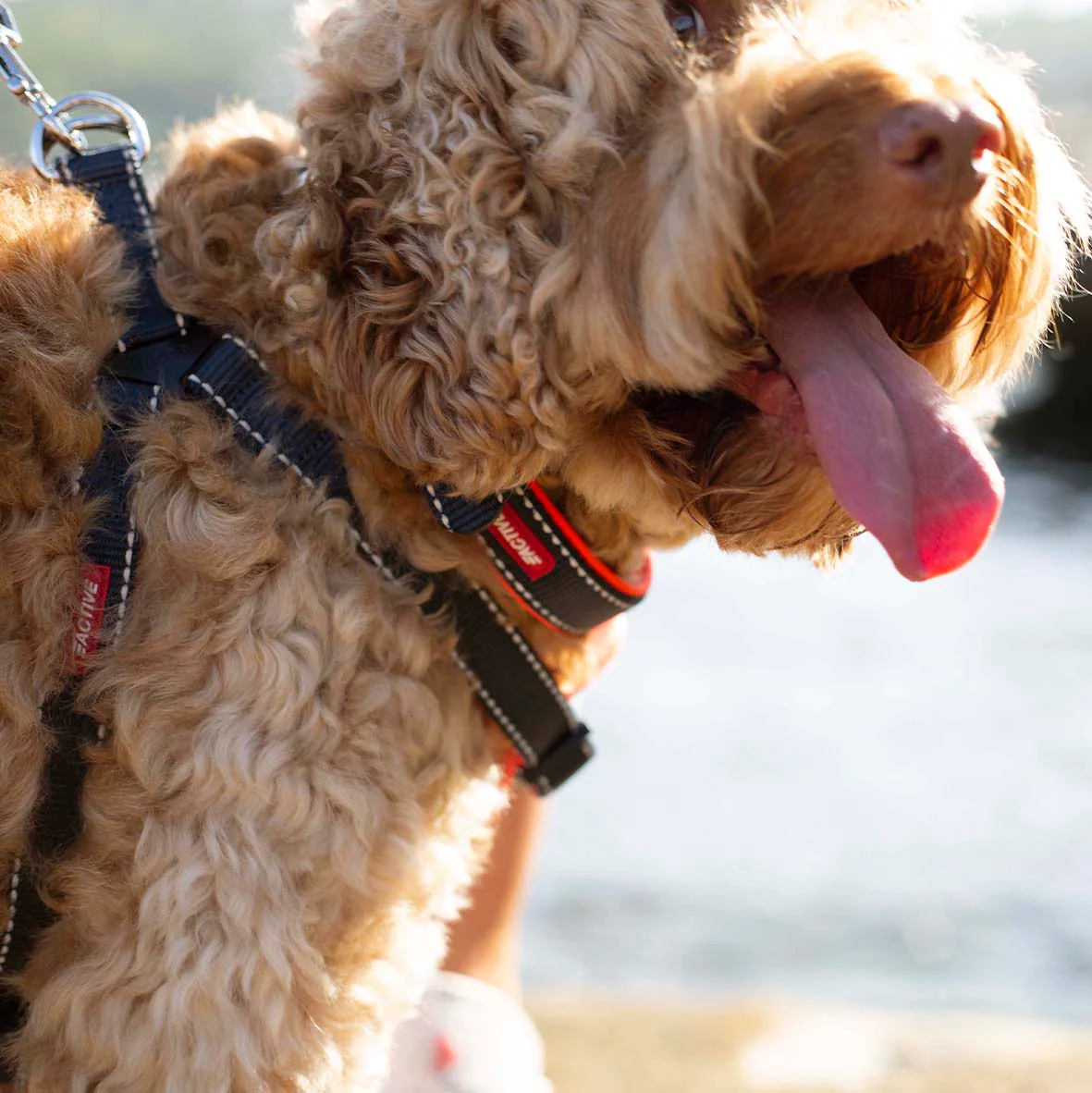 Active Walking Dog Harness - Slate & Orange - Image 6