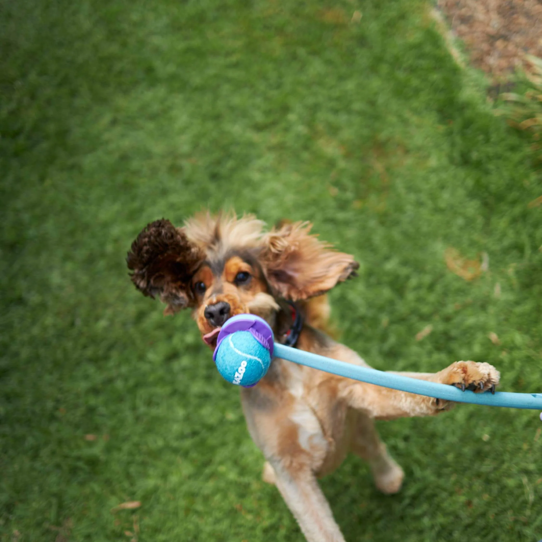 Adjustable Eco-Friendly Ball Thrower - Image 4