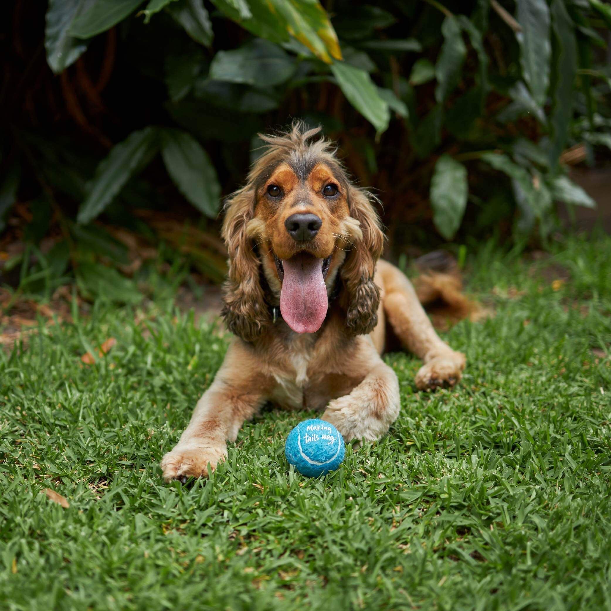 Adjustable Eco-Friendly Ball Thrower - Image 6