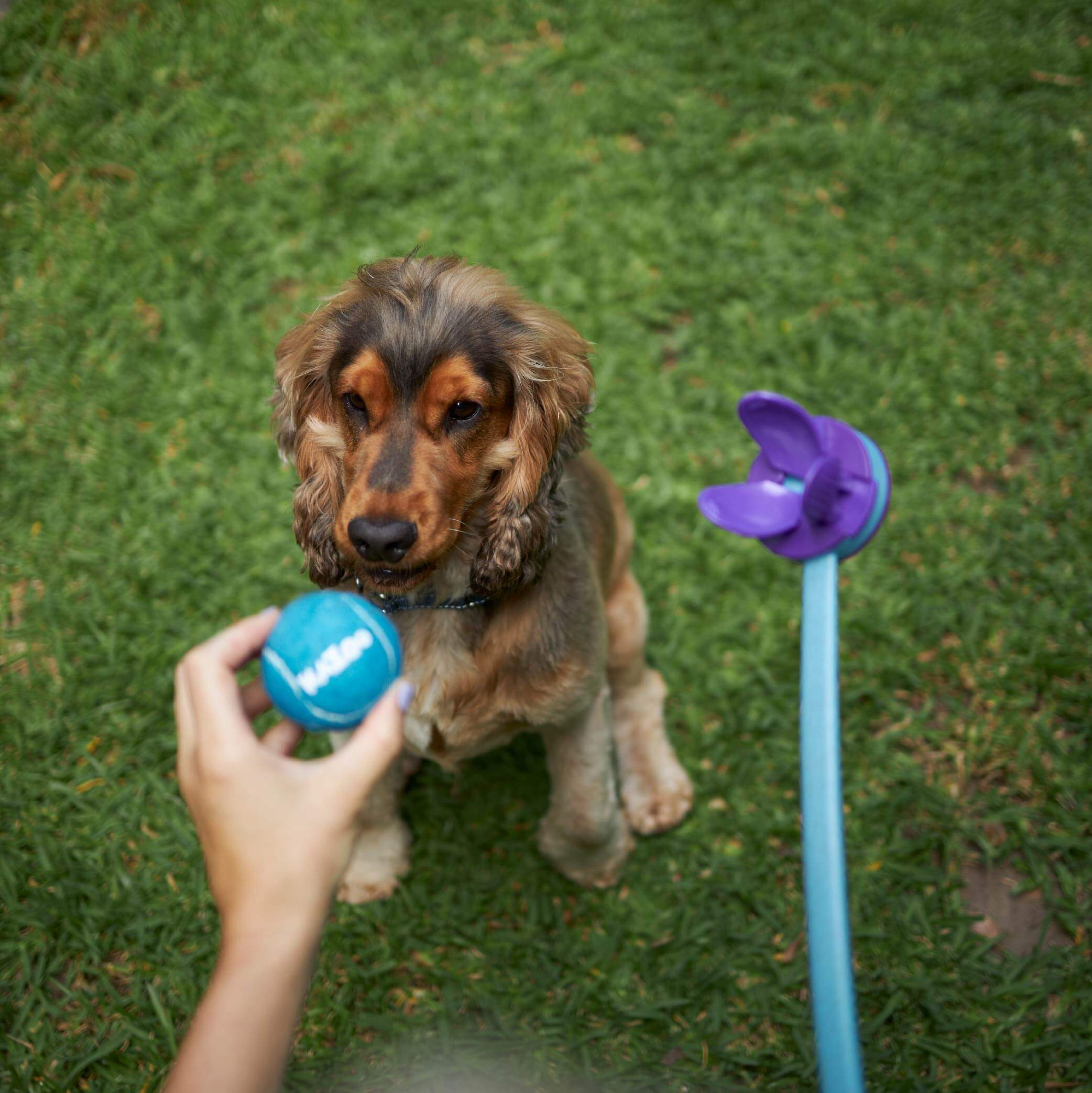 Adjustable Eco-Friendly Ball Thrower - Image 7