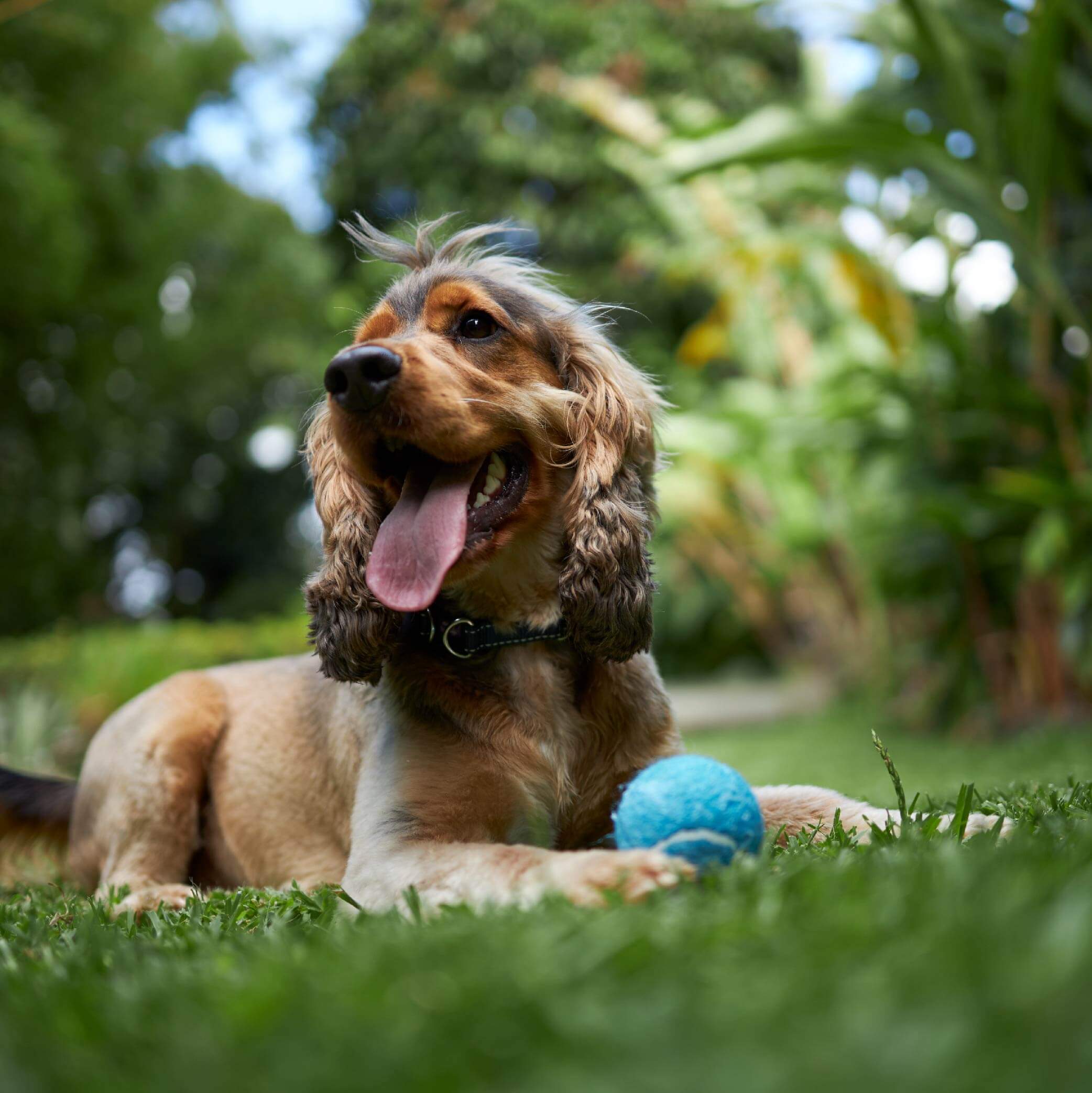 Adjustable Eco-Friendly Ball Thrower - Image 9