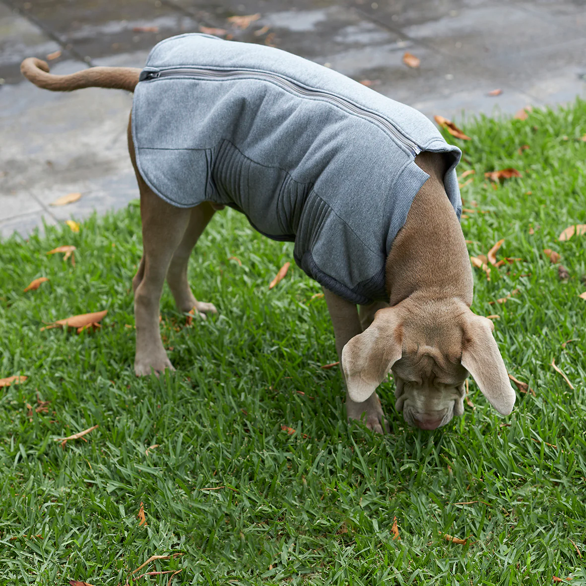Armadillo Dog Jacket - Image 10