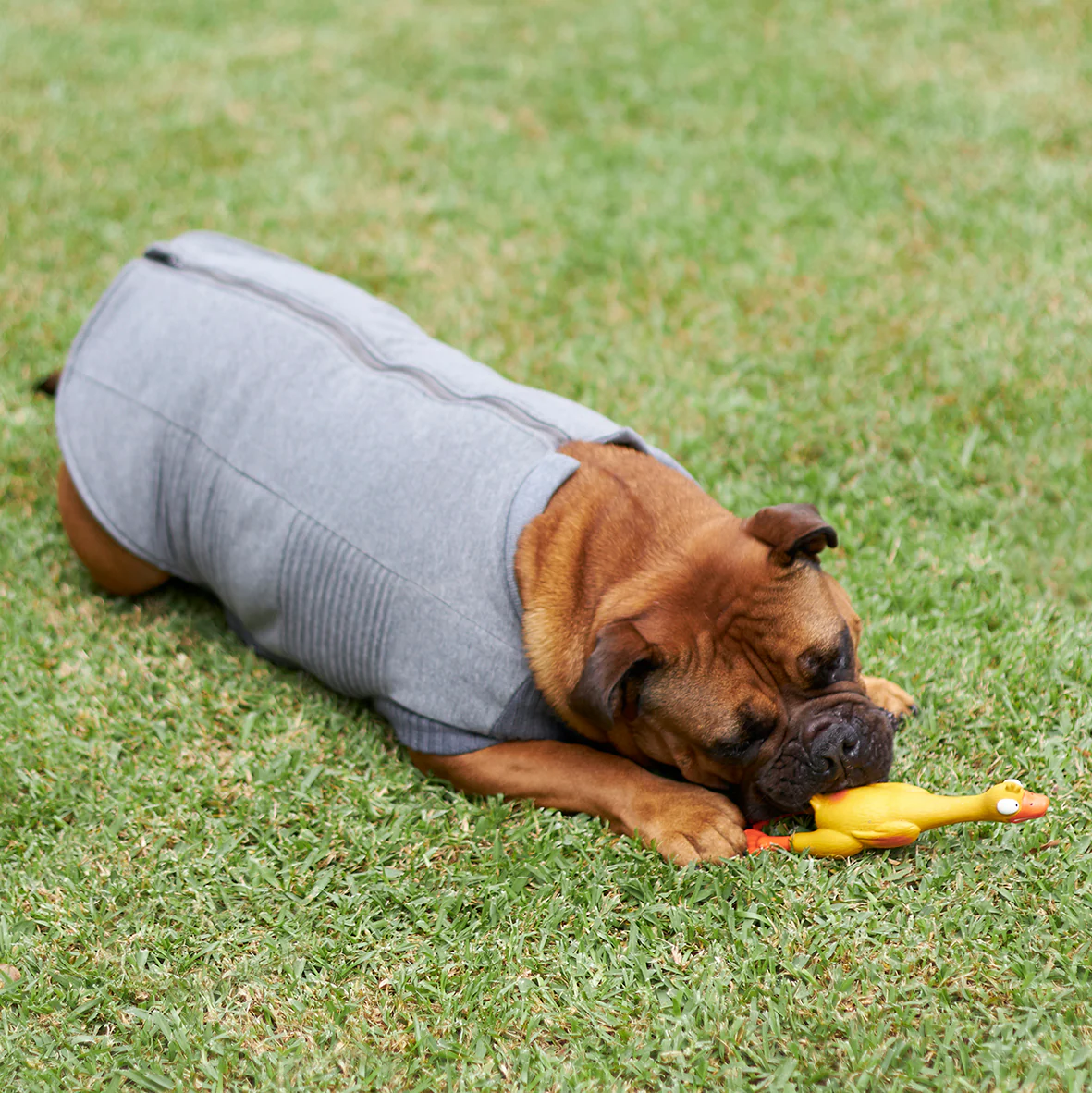Armadillo Dog Jacket - Image 11