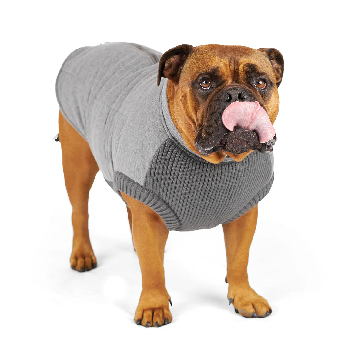 Armadillo Dog Jacket - Image 12