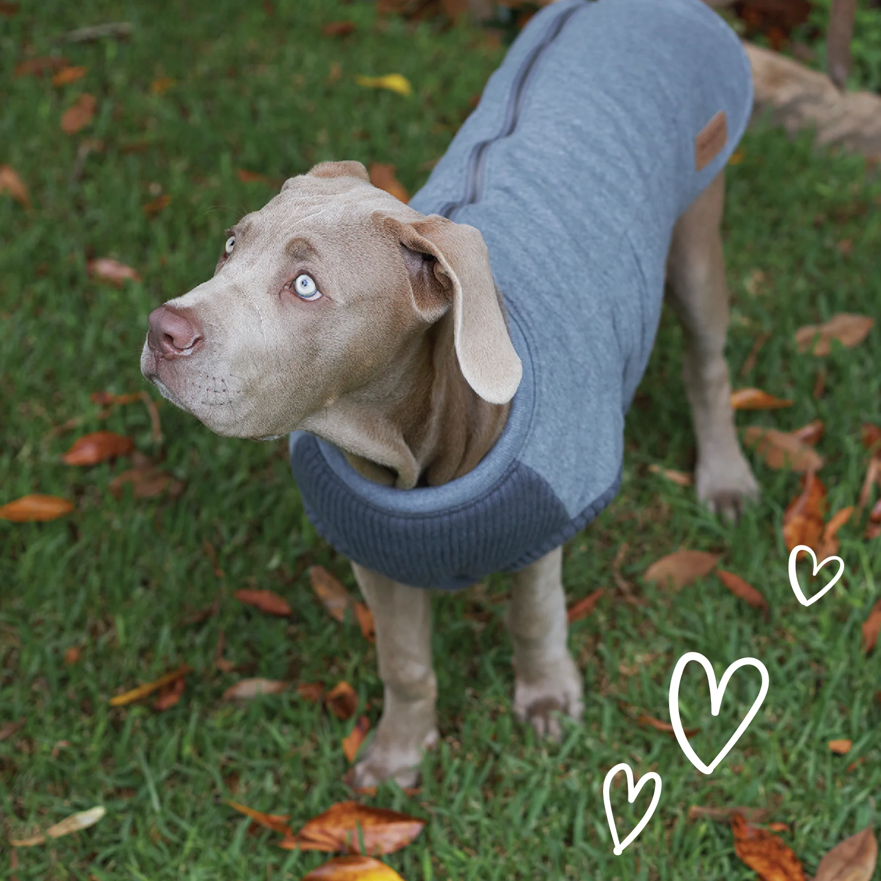 Armadillo Dog Jacket - Image 3